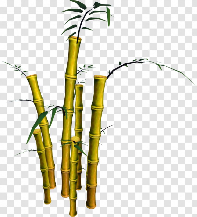 Bamboo Tree Phyllostachys Aurea Plant Transparent PNG