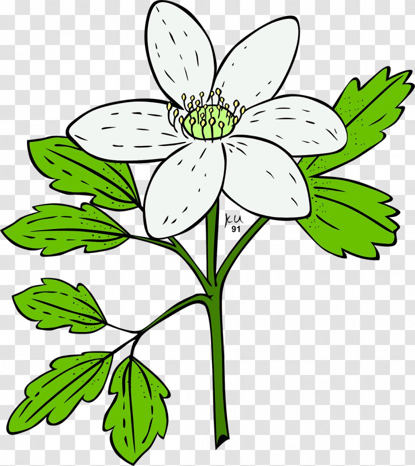 Clip Art Openclipart Flower Anemone Plants - Petal Transparent PNG