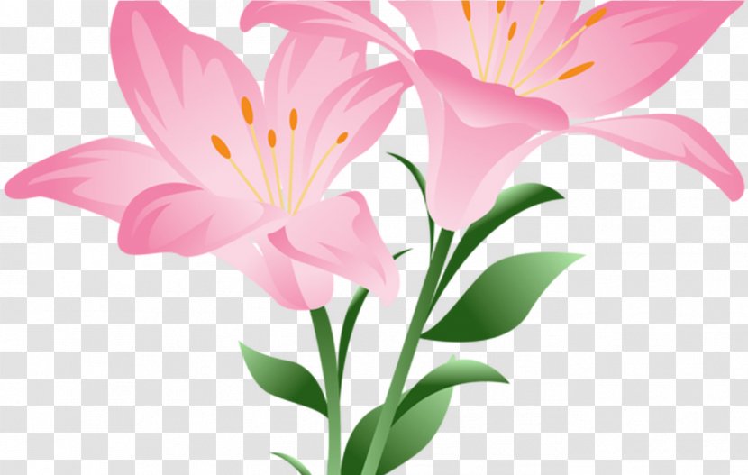 Flower Petal Plant Peruvian Lily - Pedicel Pink Transparent PNG