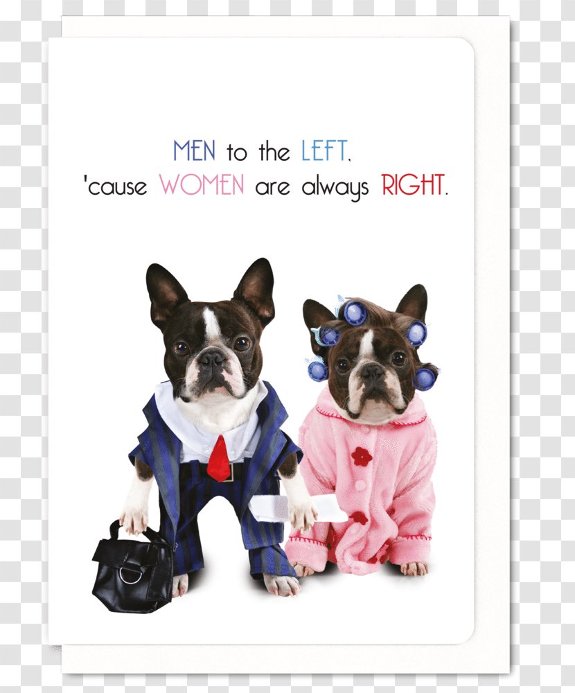 Boston Terrier Puppy Dog Breed French Bulldog Basset Hound - Female Card Transparent PNG