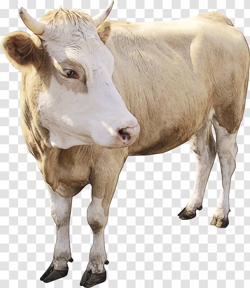 Watercolor Animal - Snout - Dairy Cow Bull Transparent PNG