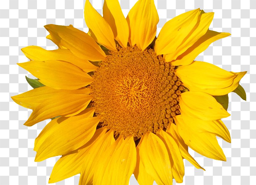 Common Sunflower Yellow Transvaal Daisy - Flower Transparent PNG