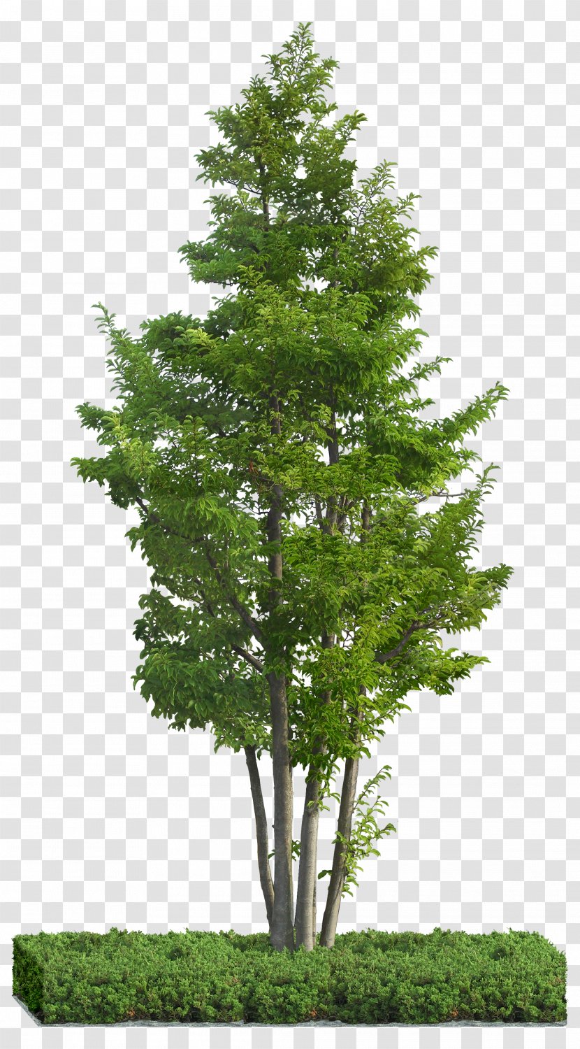 Tree Idea Ilex Rotunda - Biome - Forest Transparent PNG