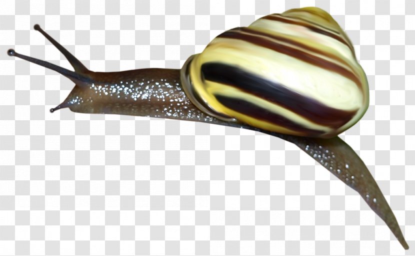 Pond Snails Slug Snail Bob 2 3: Egypt Journey - Molluscs Transparent PNG