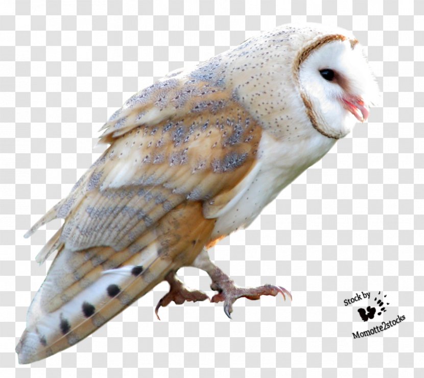 True Owl Bird Barn-owl Barn - Beak - Owls Transparent PNG
