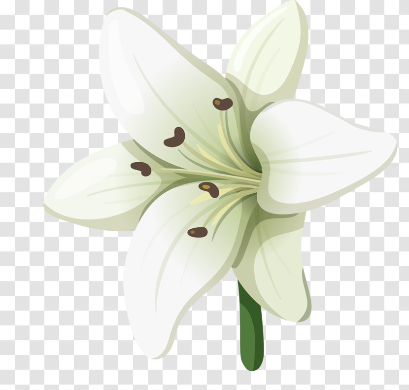 Lilium Adobe Illustrator Euclidean Vector - Flower - Hand-painted Lily Transparent PNG