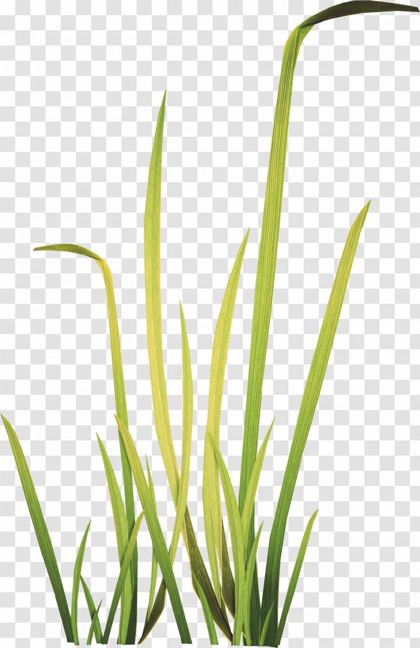 Herbaceous Plant Meadow Clip Art - Com - Grass Transparent PNG