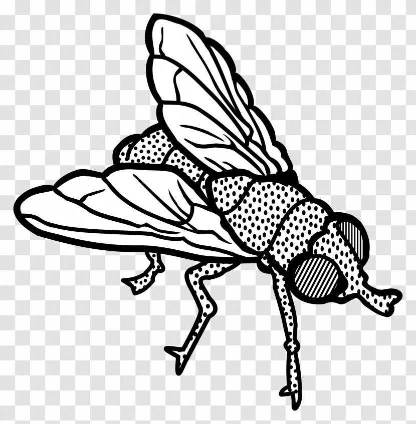 Interesting Insects Clip Art - Insect Transparent PNG