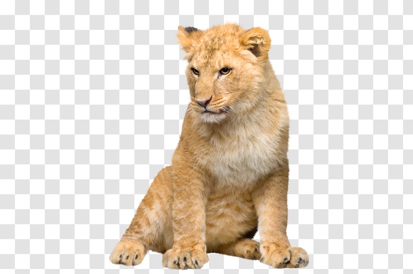 Lion Desktop Wallpaper Stock Photography Tiger Cat - Mammal - Watercolor Transparent PNG