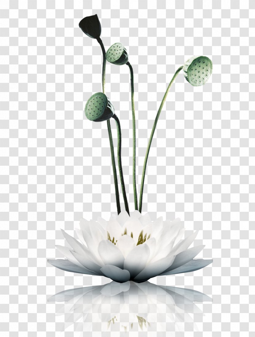 Nelumbo Nucifera White Download - Still Life Photography - Lotus Transparent PNG