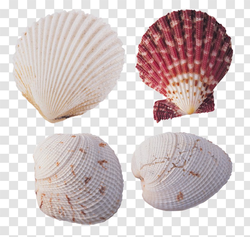 Cockle Seashell Animaatio Conchology - Sea - Mar Transparent PNG
