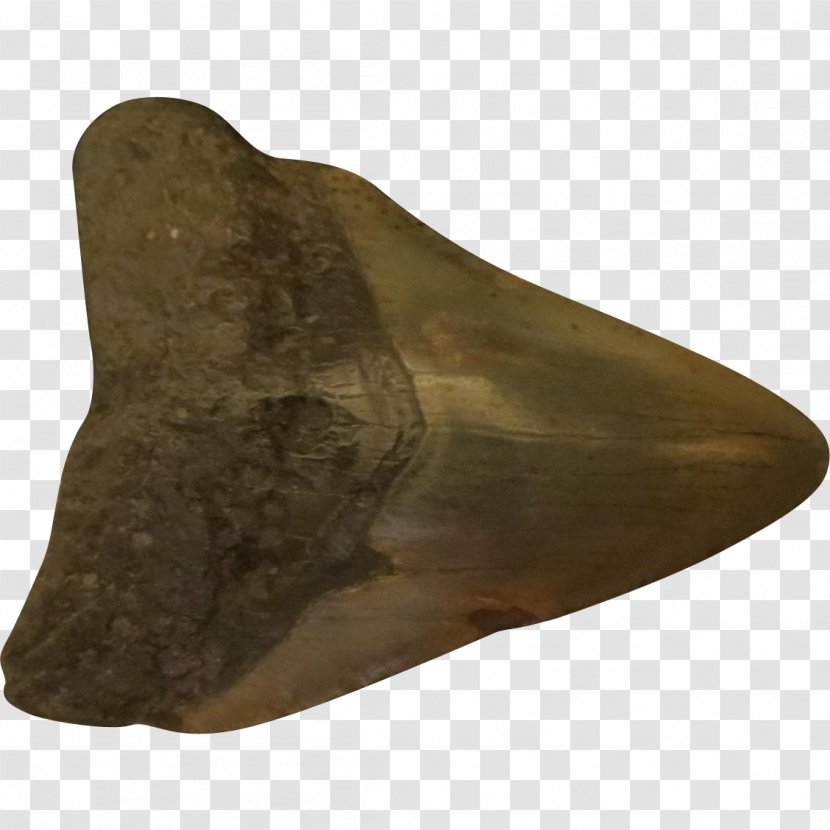 ARK: Survival Evolved Shark Tooth Megalodon Calvert Cliffs State Park - Wallet Transparent PNG