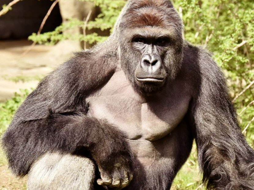 Cincinnati Zoo And Botanical Garden Gorilla Killing Of Harambe - United States Transparent PNG