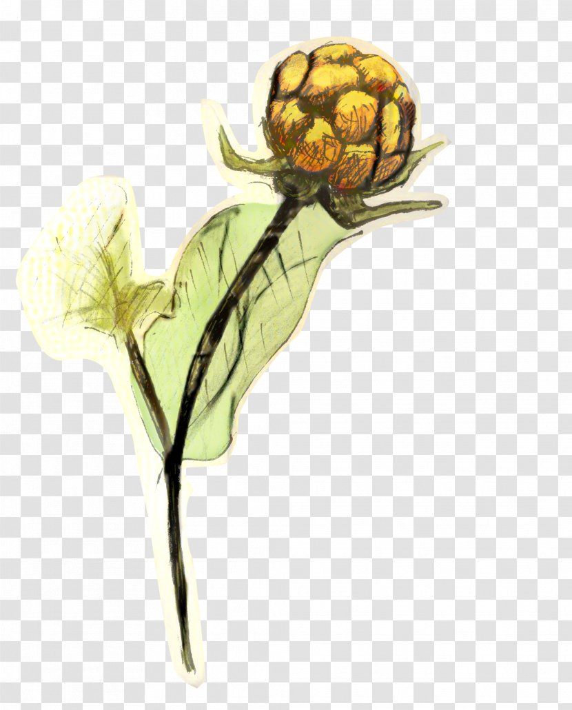 Background Flower - Membrane - Wildflower Artichoke Transparent PNG