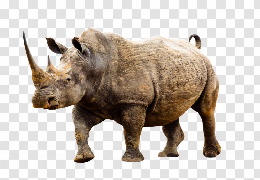 Black Rhinoceros Dürer's Poaching Hippopotamus - Mother - Elephant Transparent PNG