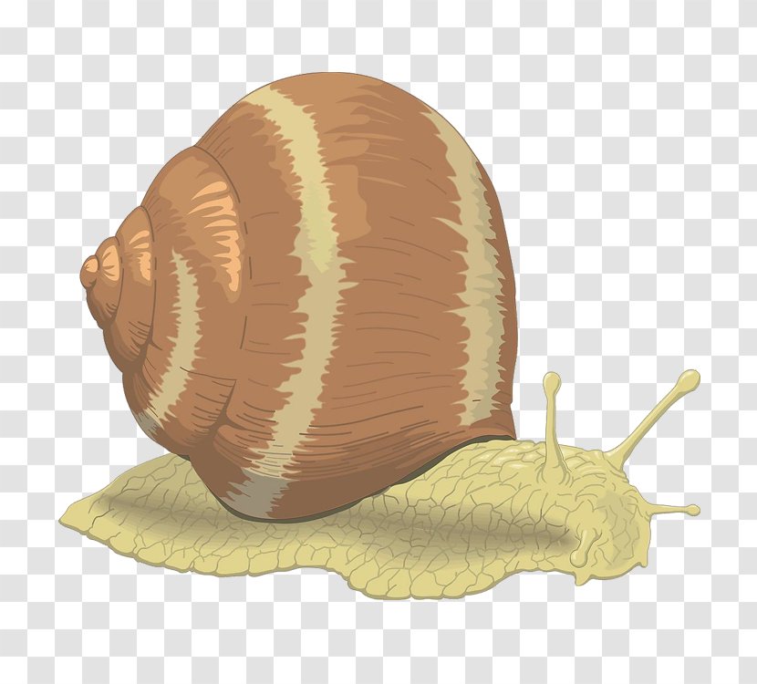 Sea Snail Free Content Clip Art - Molluscs - Snails Transparent PNG