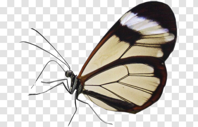 Butterfly Insect Greta Oto Stock Photography - Brush Footed - Papillon Transparent PNG