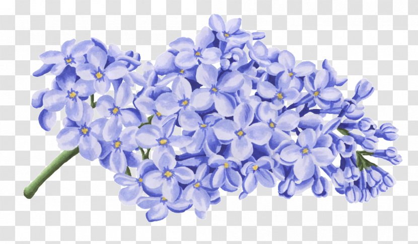 Blue Petal Image Flower - Plants - Sympathy Flowers Transparent PNG