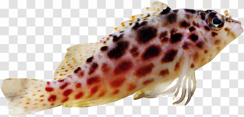 Grouper Fish Image Seafood - Photography Transparent PNG