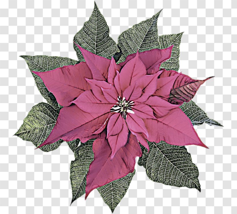 Flower Leaf Plant Pink Poinsettia - Flowering - Clematis Transparent PNG