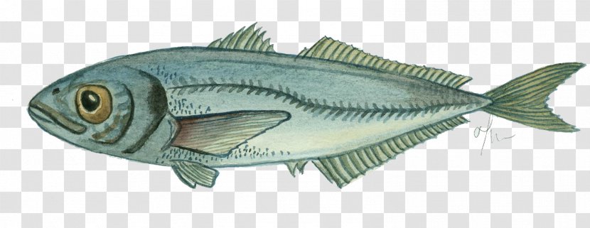 Mackerel Fish Products Fishing Oily - Seafood Transparent PNG