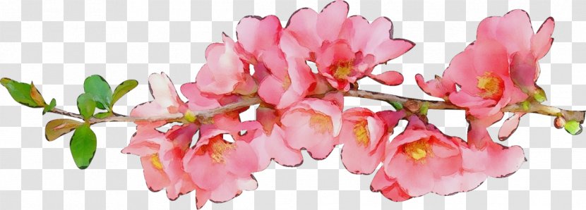 Cherry Blossom - Wet Ink - Perennial Plant Transparent PNG