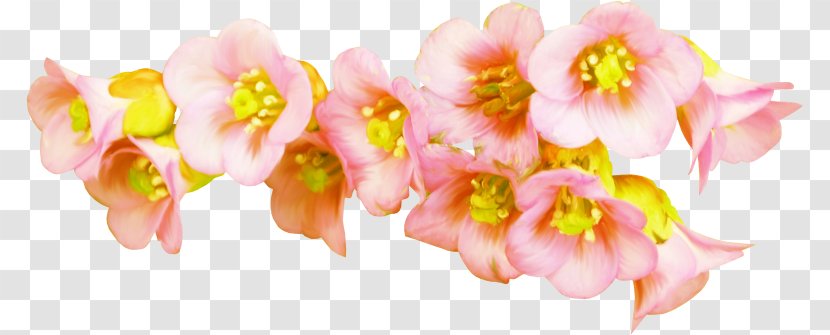 Petal Cut Flowers Floral Design Floristry - Blossom - Flower Transparent PNG