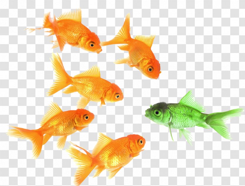 Goldfish Feeder Fish Probabilità E Statistica Per L'ingegneria Le Scienze Marine Biology - Science Transparent PNG