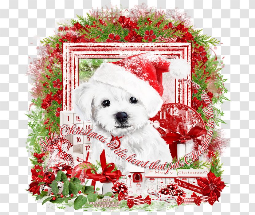 Maltese Dog Schnoodle Puppy Breed Bichon Frise - Flower Transparent PNG