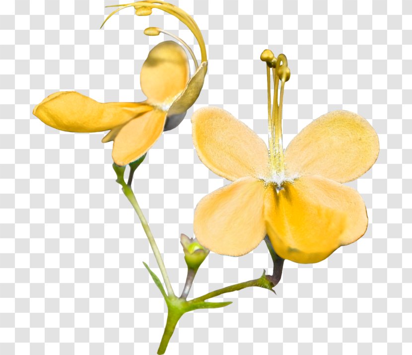 Cut Flowers Yellow Petal Plant Stem - Moth Orchids - Flower Transparent PNG