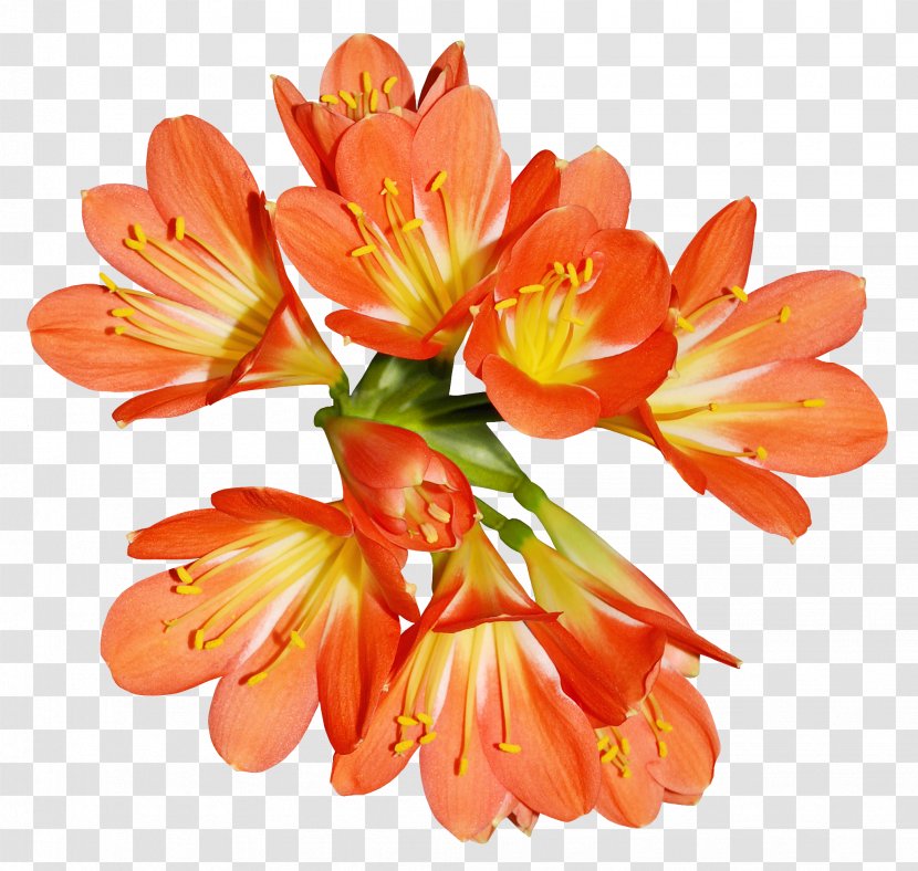 Orange Lily Of The Incas Flower Clip Art - Green - Flowers Transparent PNG