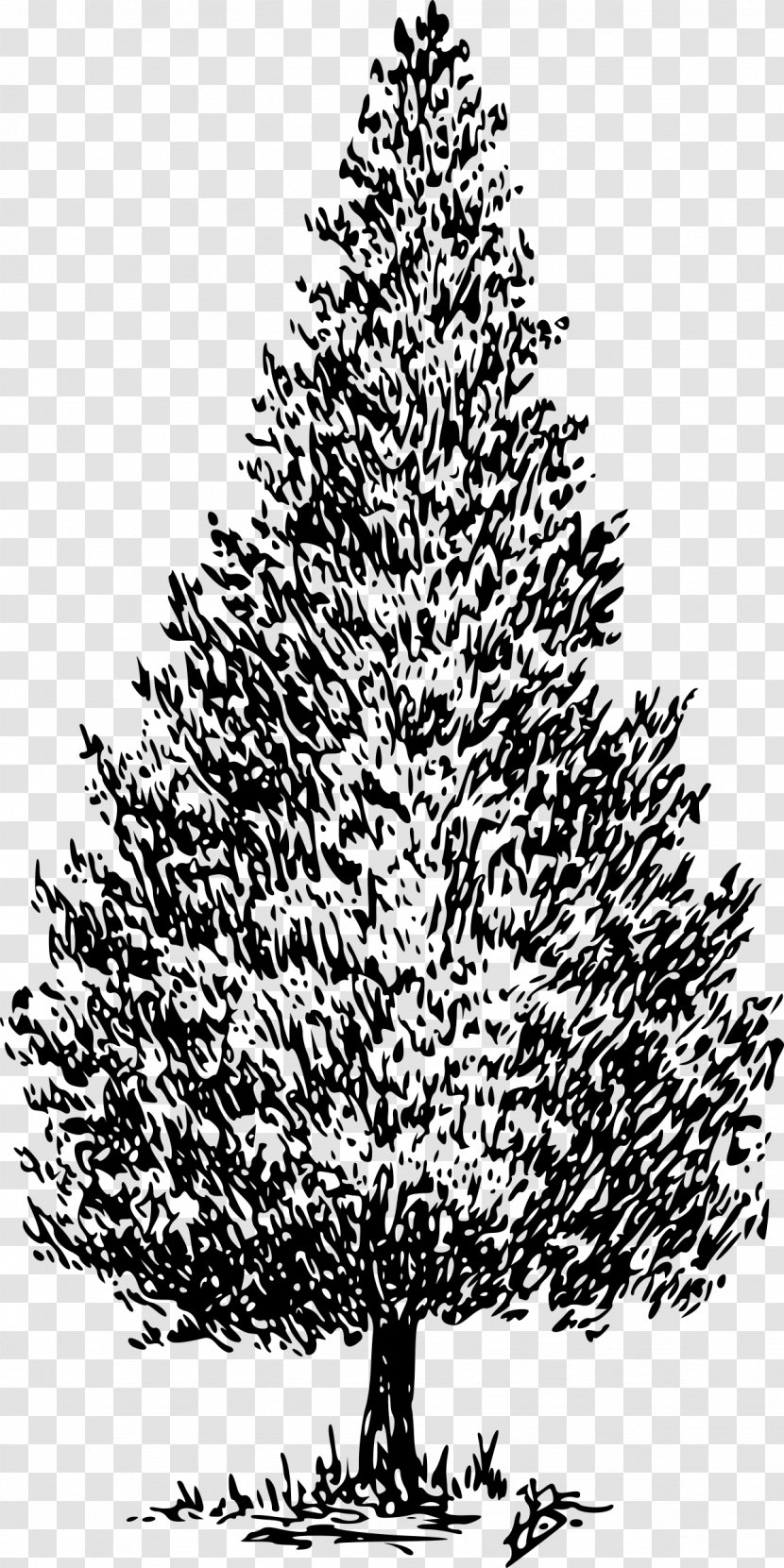 Cedrus Libani Deodar Cedar Conifers Clip Art - Chinese Pine And Cypress Transparent PNG