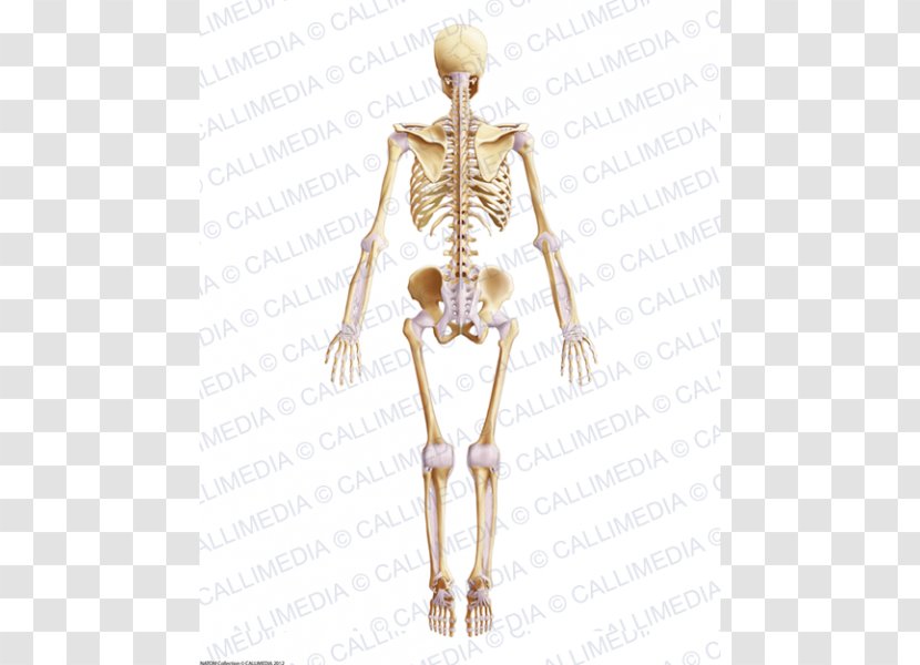 Hip Muscle Skeleton Bone Pelvis - Frame Transparent PNG