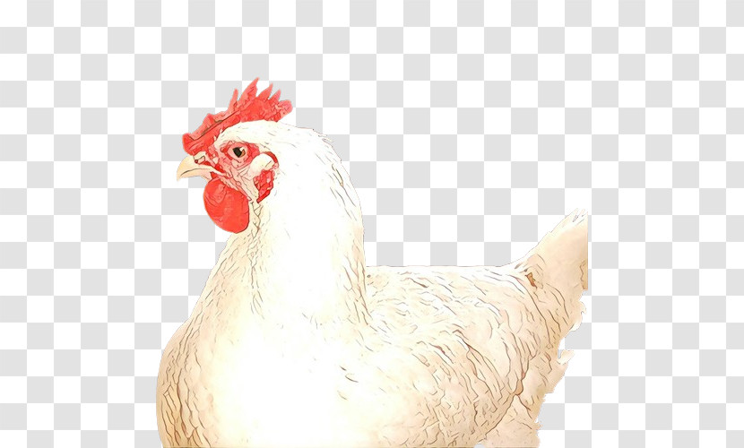 Chicken Rooster Bird Comb Beak Transparent PNG