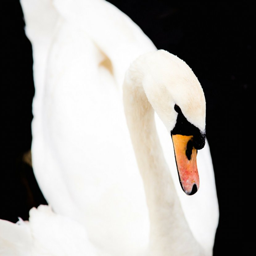 / NY NOW Black Swan Water Bird Photography - Ducks Geese And Swans Transparent PNG