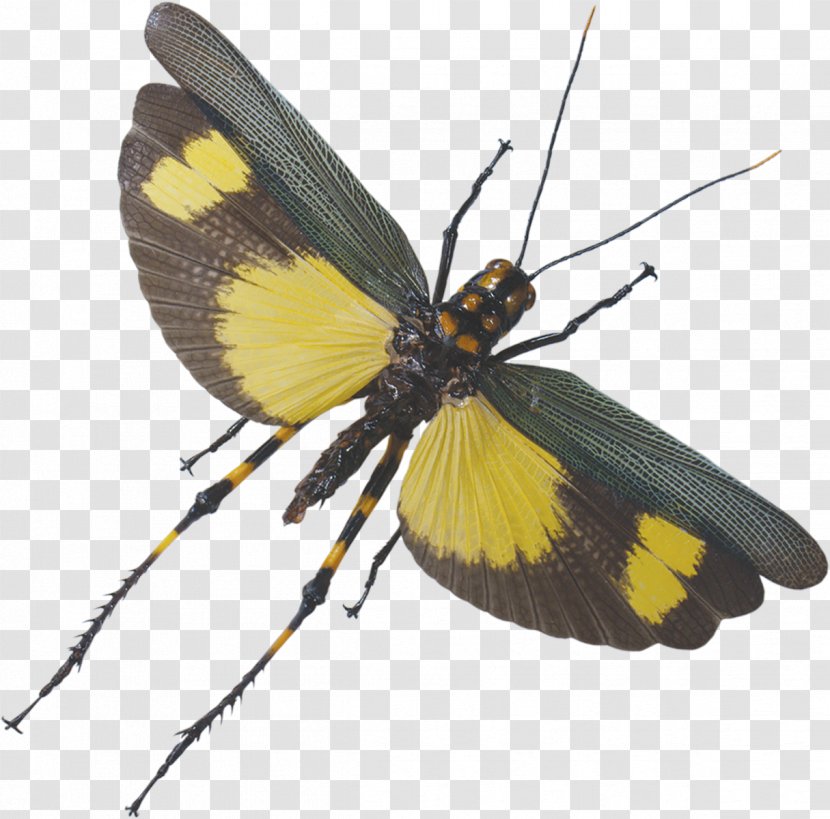 Brush-footed Butterflies Flight Moth Grasshopper Wing - Butterfly Transparent PNG