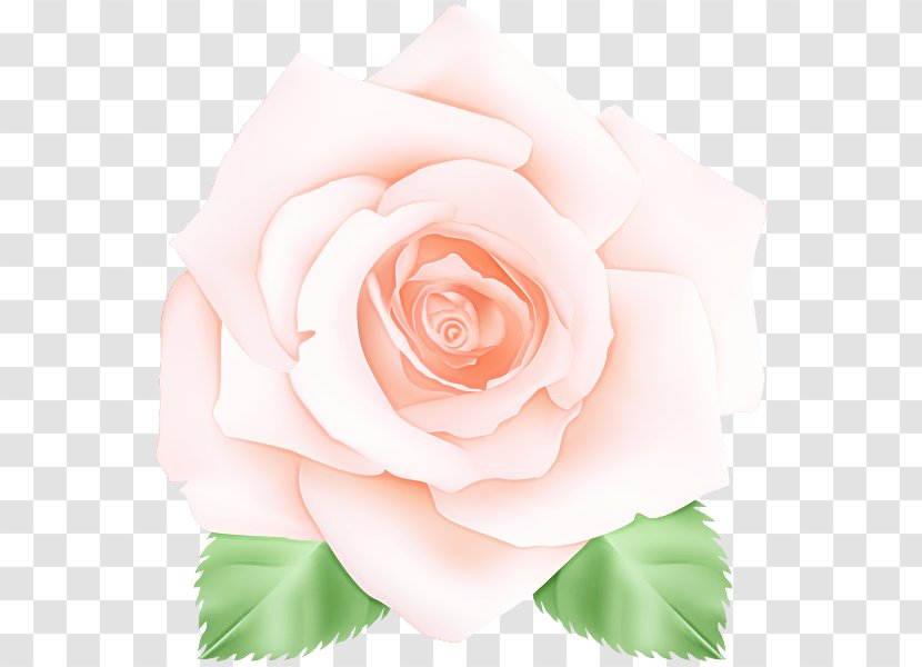 Garden Roses - Pink - Floribunda Plant Transparent PNG