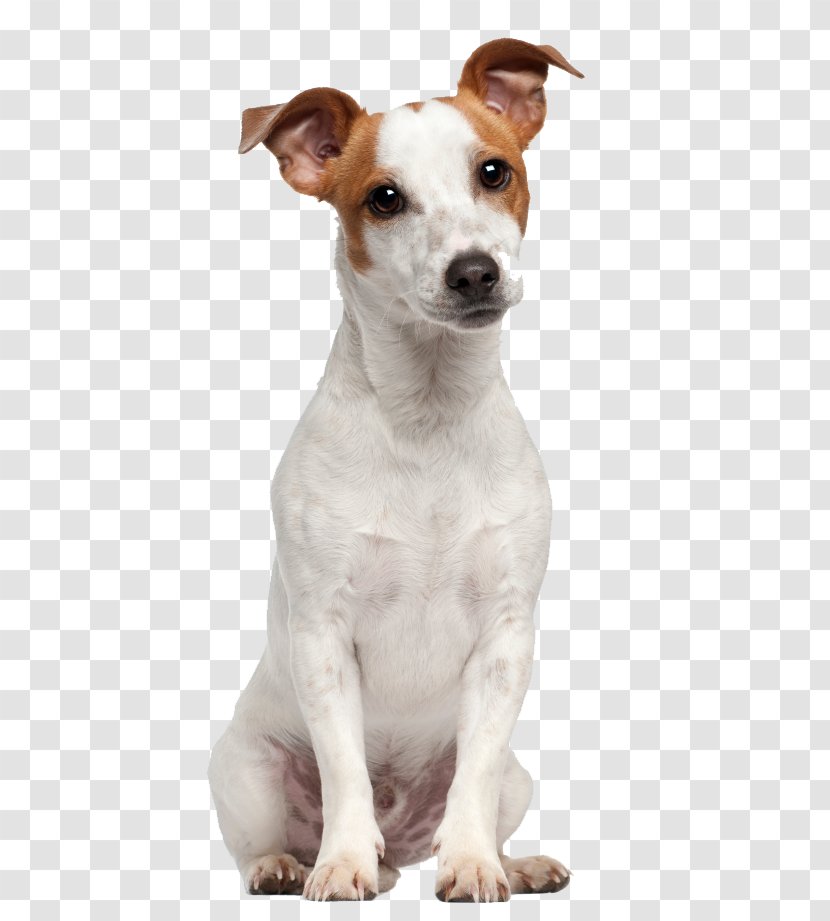 Jack Russell Terrier Parson Puppy Beagle - Rat Transparent PNG