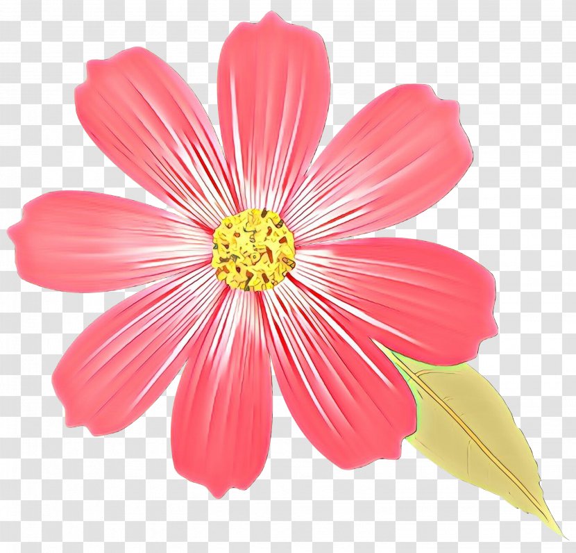 Flower Drawings Colored Pencil - Petal - Malvales Transparent PNG