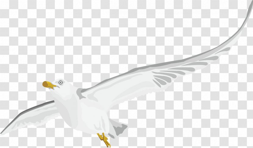White - Bird - Peace Pigeon Decorated Vector Exquisite Transparent PNG