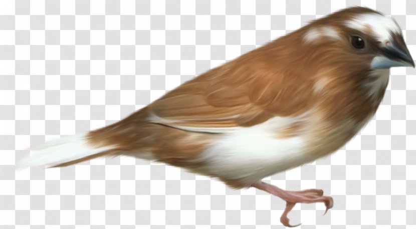 Hummingbird House Sparrow Clip Art - Old World Flycatcher - Fundo Transparent PNG
