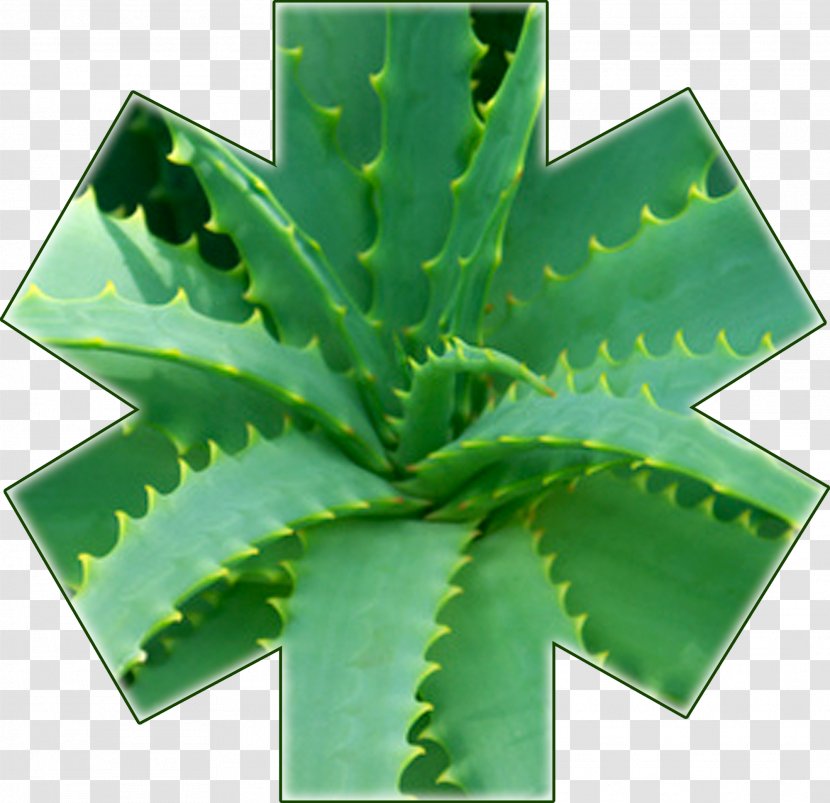 Aloe Vera Arborescens Plant Asphodelaceae Therapy - Disease Transparent PNG