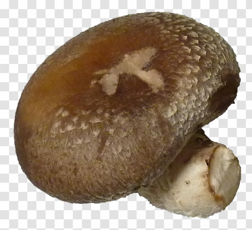 Pleurotus Eryngii Common Mushroom Edible Shiitake - Medicinal Fungi - Bok Choy Transparent PNG