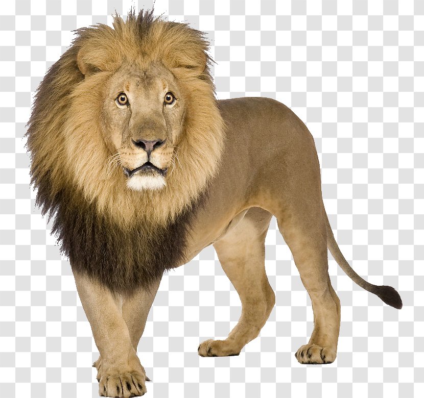 Lion Download - Big Cats Transparent PNG