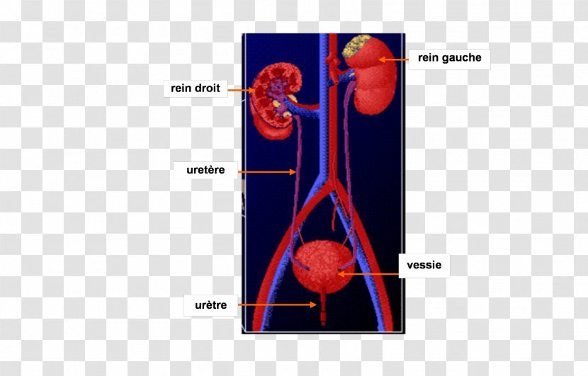 Excretory System Kidney Reflexology Urine Urinary Bladder - Flower - Blood Transparent PNG