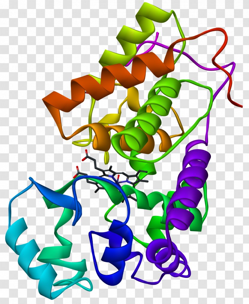 Horseradish Peroxidase Biochemistry Enzyme - Artwork - X-ray Transparent PNG