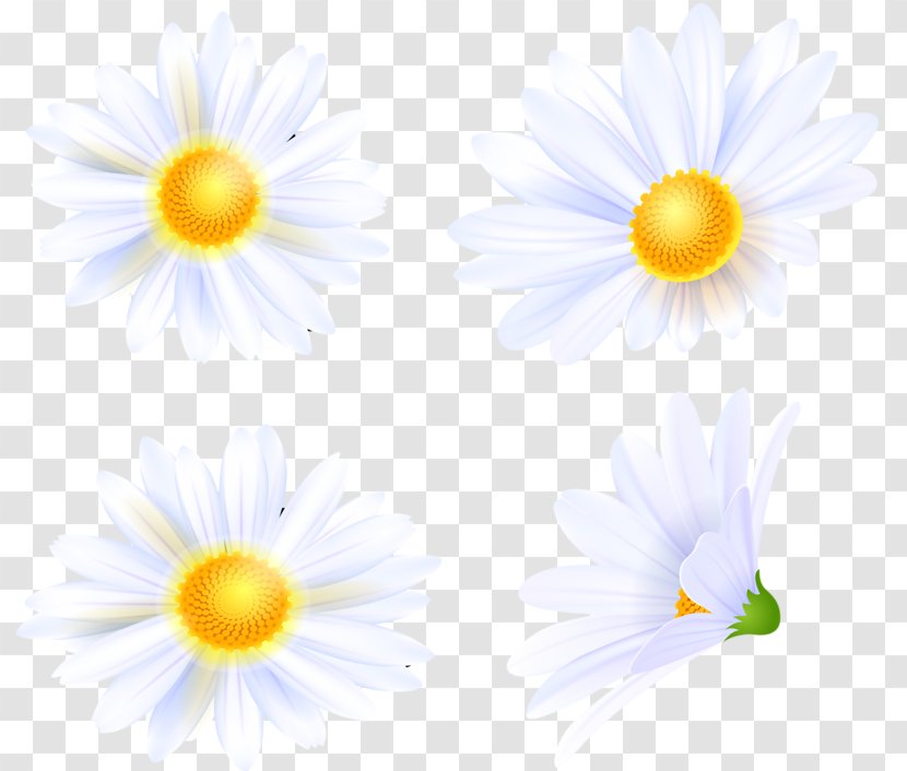 Oxeye Daisy Wildflower Petal Meadow - Flowering Plant Transparent PNG
