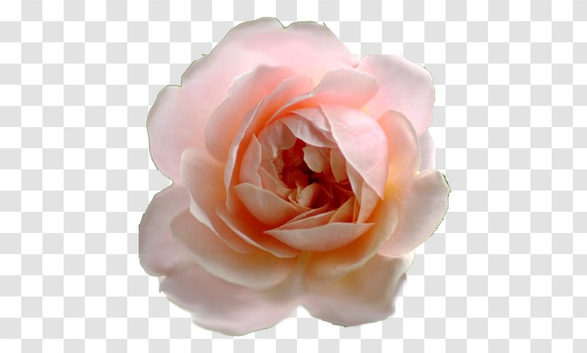 Garden Roses Cabbage Rose Floribunda Cut Flowers Petal - Flower - Heinrich Hoffmann Transparent PNG