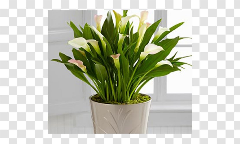 Floral Design Cut Flowers Houseplant Dentistry - Flower Arranging Transparent PNG