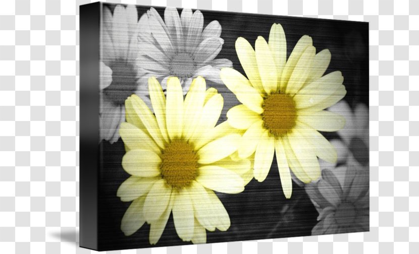 Black And White Yellow - Flora - Splashes Transparent PNG